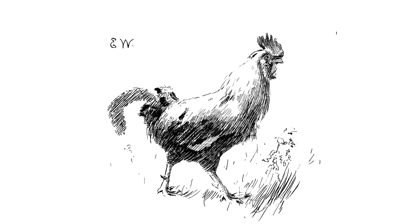 Pannekaken